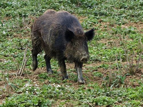 Cinghiale causa incidente, paga la Regione