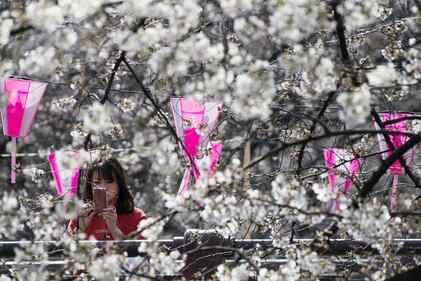 Lo spettacolo dei ciliegi in fiore a Tokyo 16