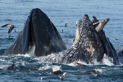 Il pellicano rischia la vita...nella bocca di una balena 1