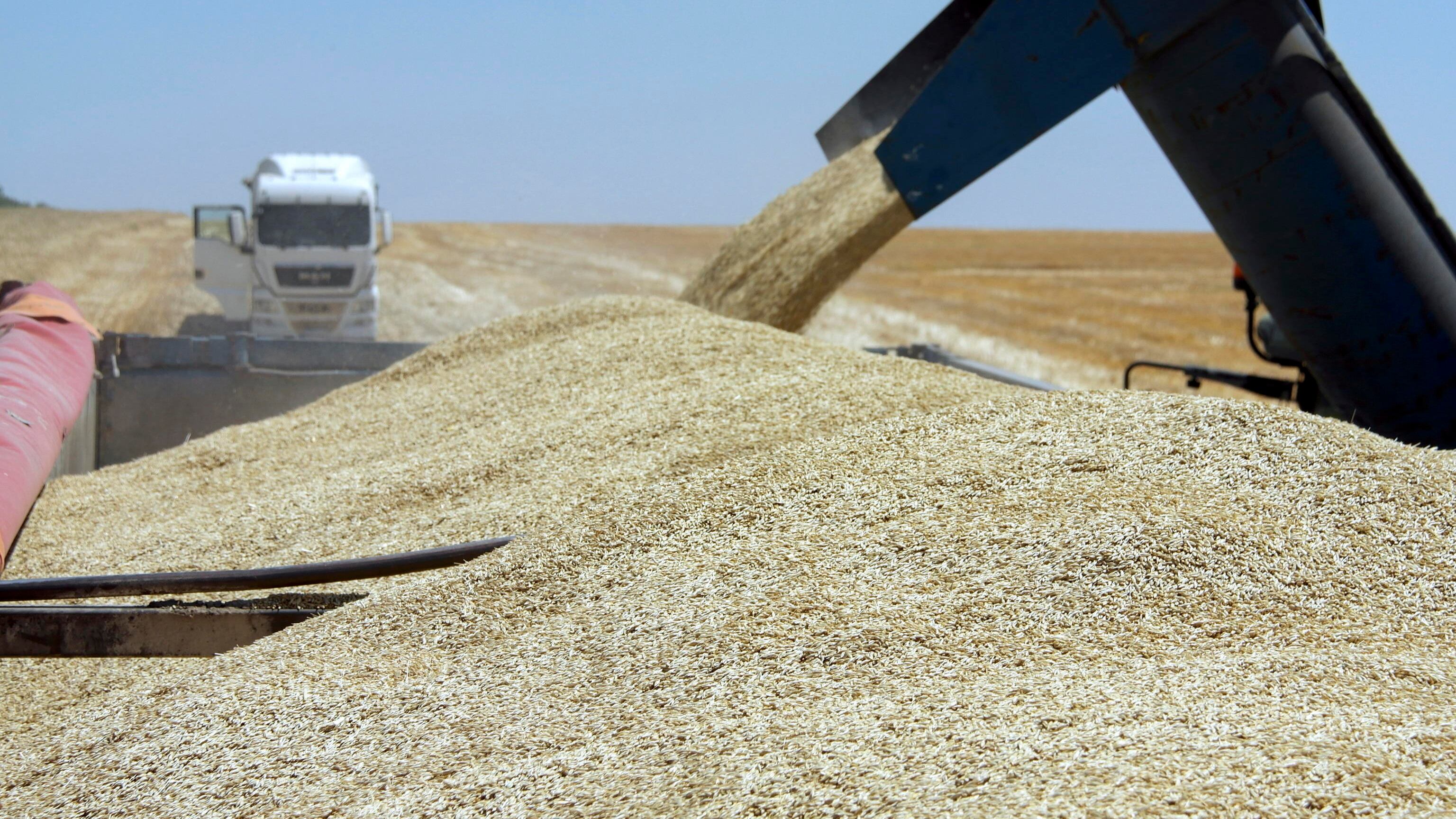 "Invasione di grano canadese". Sos della Coldiretti: cosa rischia l'Italia