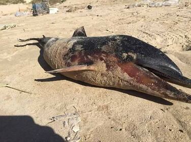 Carcasse di pesci sulla spiaggia in provincia di Taranto 1