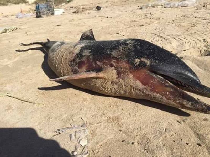 Carcasse di pesci sulla spiaggia in provincia di Taranto 1
