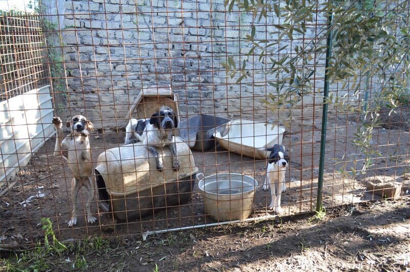 Tenta di annegare cane dell'ex: è il proprietario di un canile lager