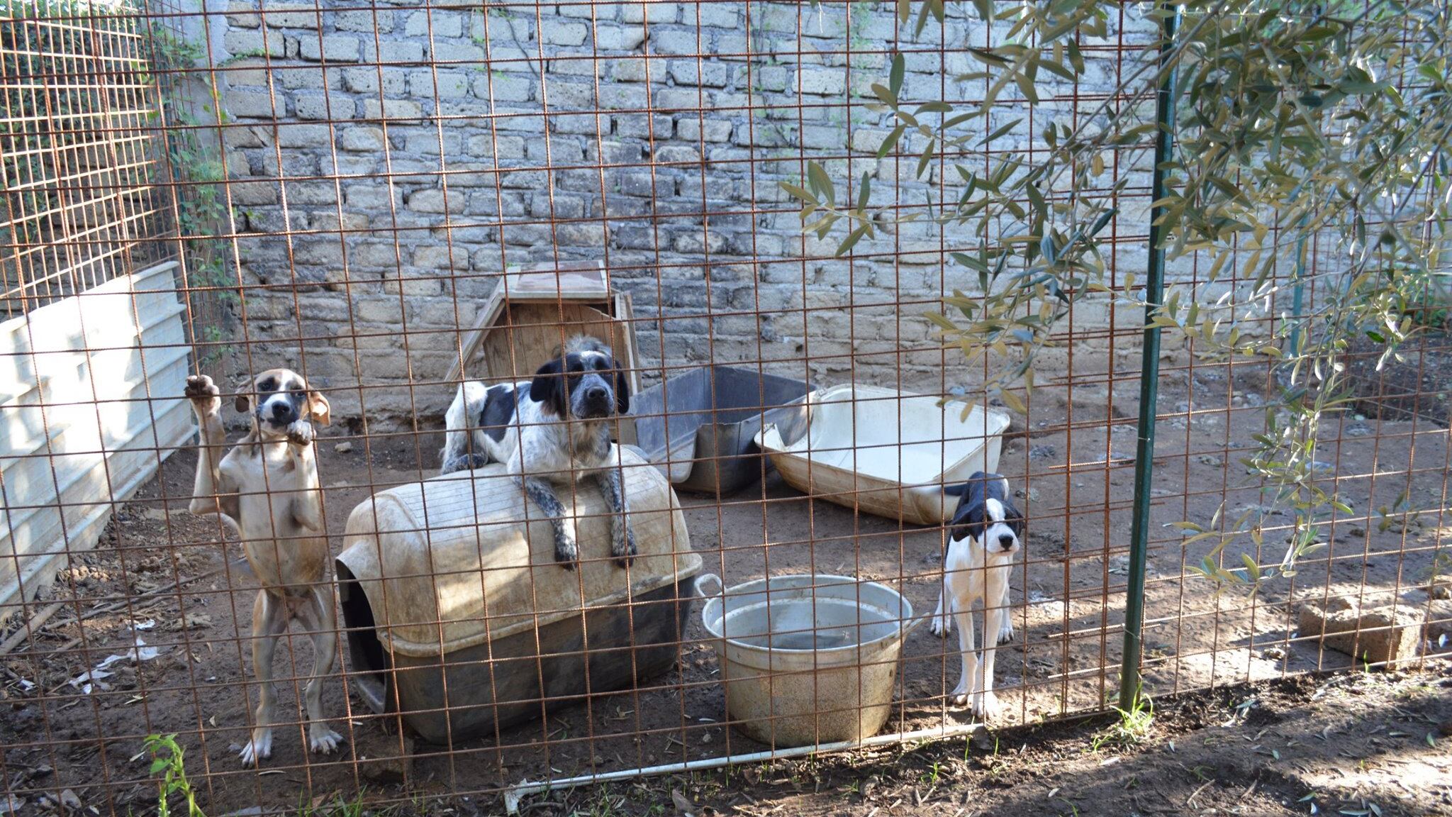 Tenta di annegare cane dell'ex: è il proprietario di un canile lager