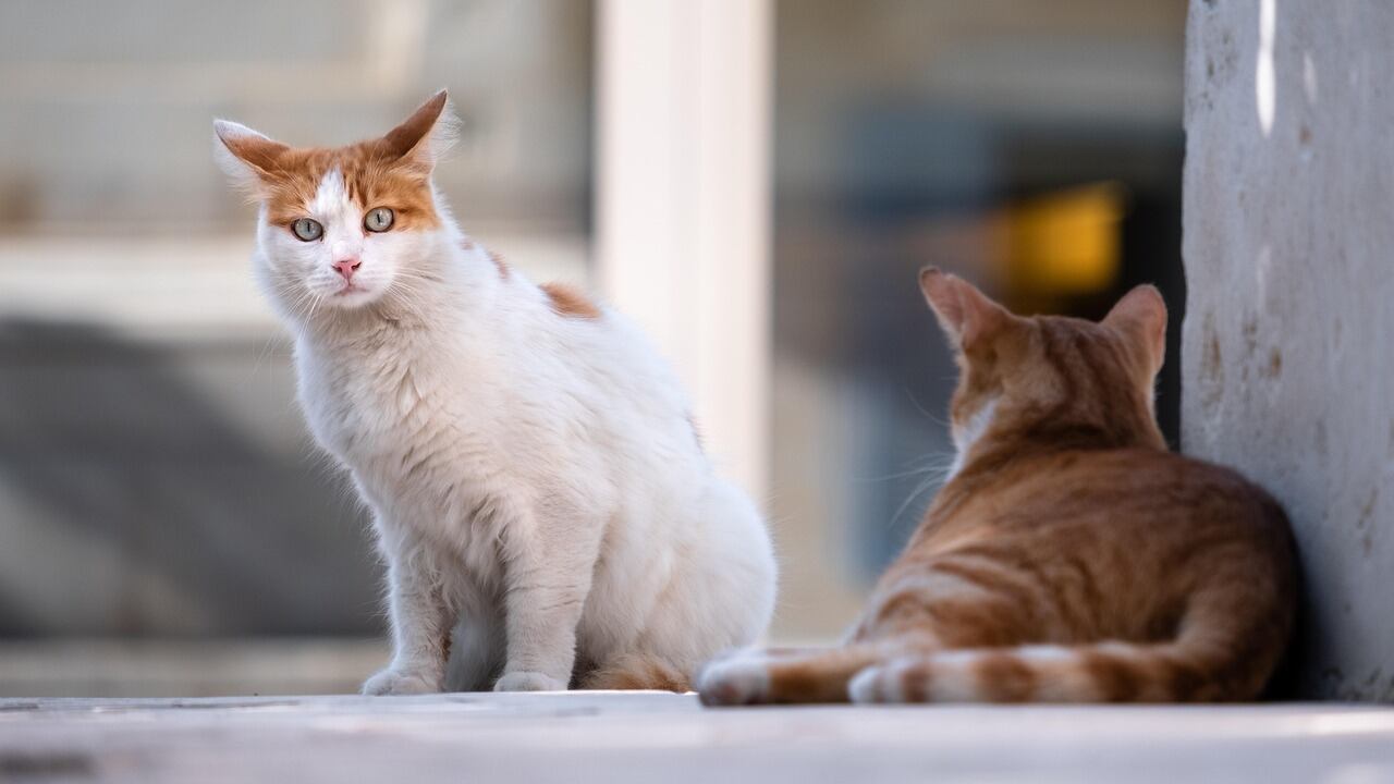 Farmaco contro la Fip, il governo conferma il via libera. Svolta storica per la salute dei gatti