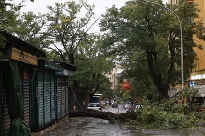 Maltempo a Roma, alberi caduti in tutta la città 4