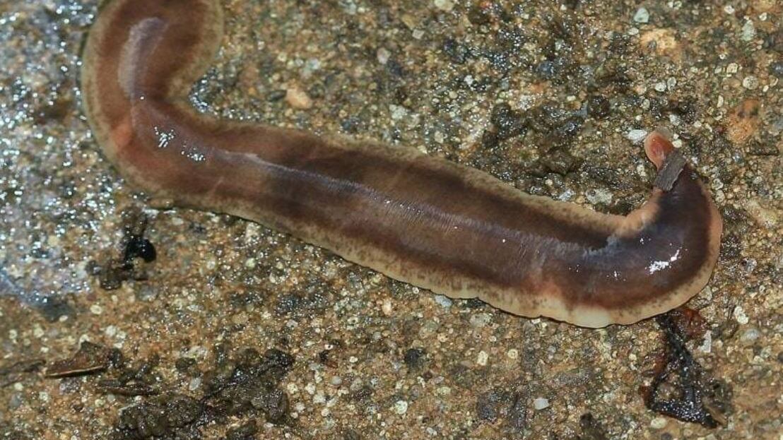 La "bomba" delle specie aliene: ecco che cosa può succedere