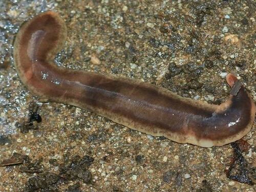 La "bomba" delle specie aliene: ecco che cosa può succedere