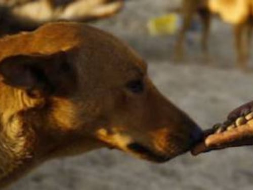 Lecce, maxi sequestro di cibo per cani scaduto