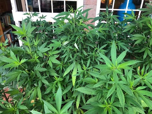 Ha 32 piante di marijuana in casa: ma la procura grazia la ex deputata Dem
