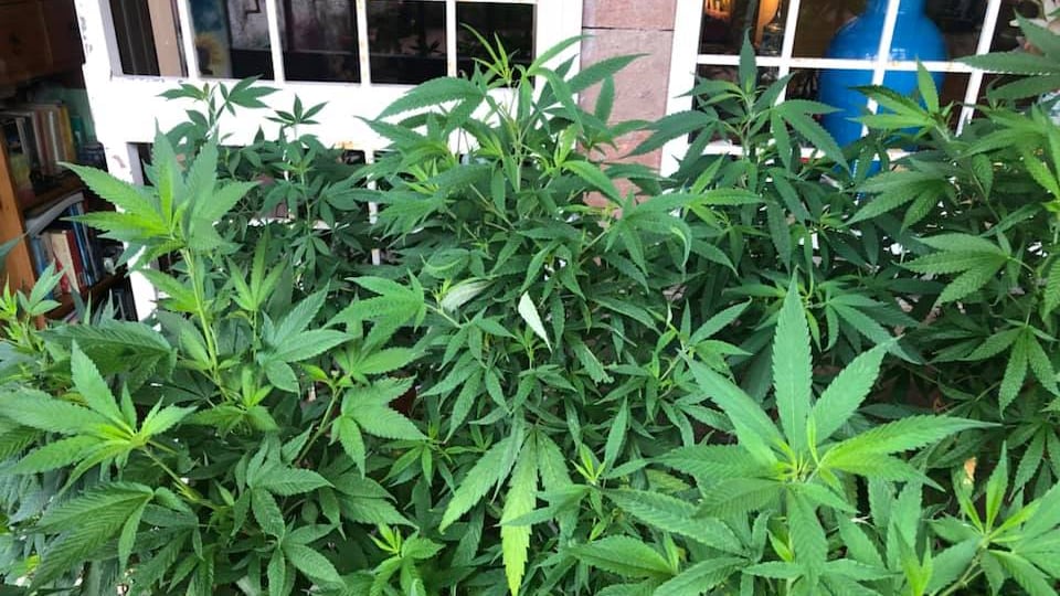 Svolta della Cassazione: "La marijuana in casa? Coltivarla non è reato"