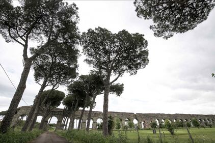 Le meraviglie di Roma: i pini marittimi in città 1