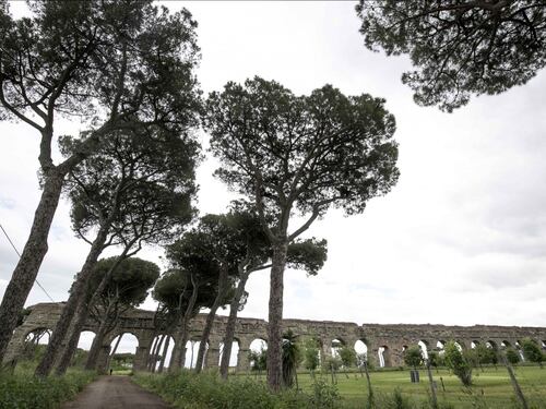 Le meraviglie di Roma: i pini marittimi in città