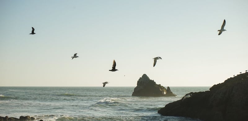 Uccelli e mare