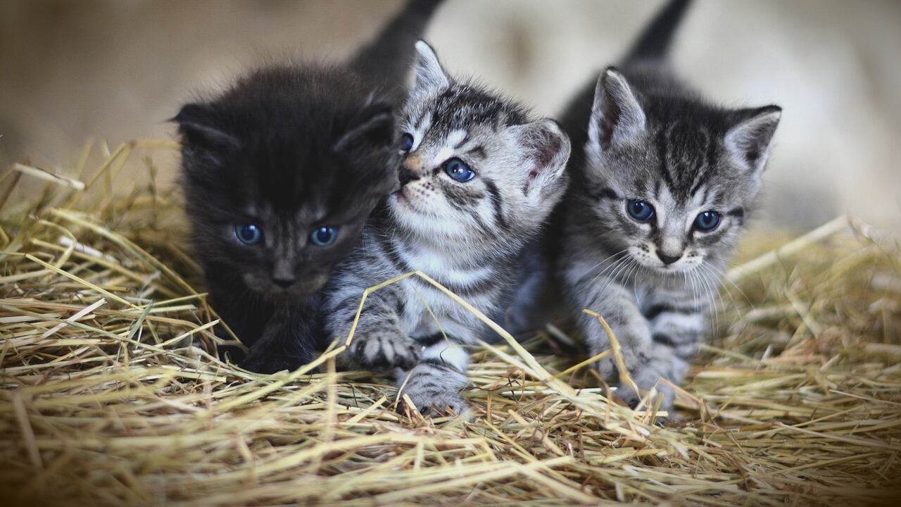 Sai cosa vuole dirti il tuo gatto? Ecco il linguaggio segreto in 276 espressioni
