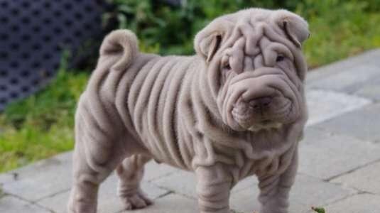 Adesso pure i cani fanno il lifting (ma a scopo medico)