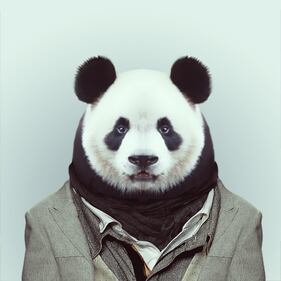 Avete mai visto animali vestiti da esseri umani? 10