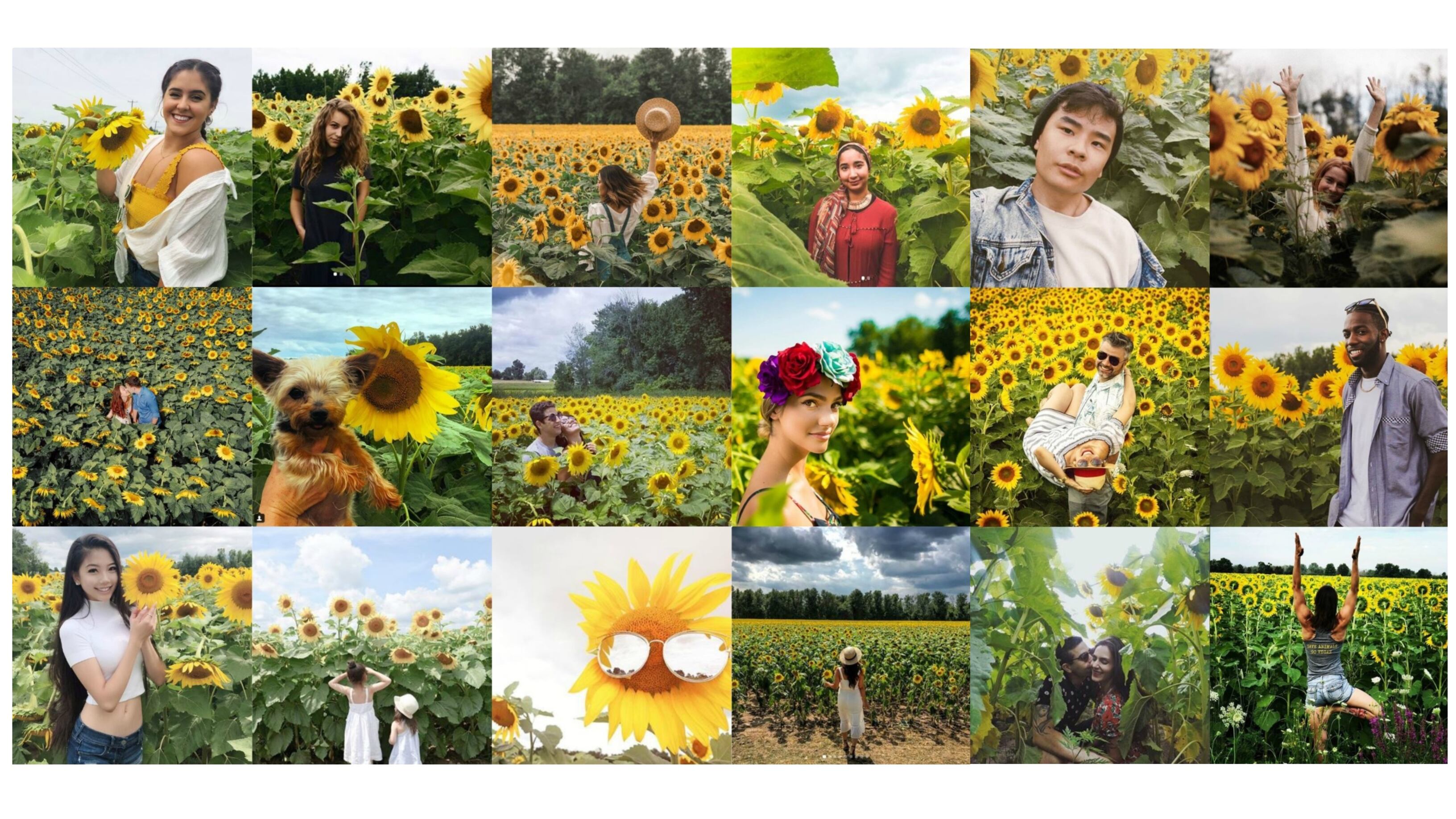 Canada, i girasoli devastati in cerca del selfie perfetto