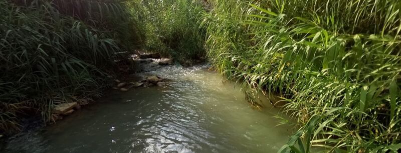 Polle del Crimiso in Sicilia 