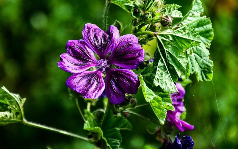 Malva