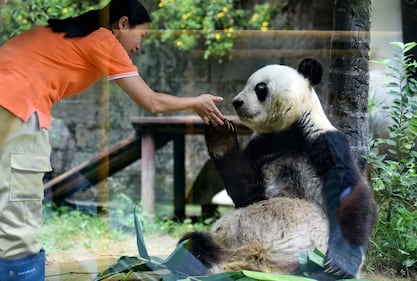 Il parco di Chimelong mette in mostra i panda 10