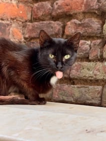 La colonia felina nel palazzo sforzesco di Milano 15