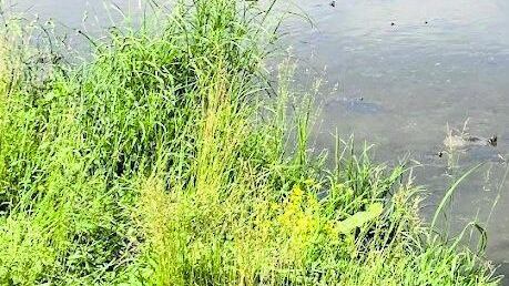Rapina e stupro: l'incubo nel parco. "Era straniero". È caccia all'uomo
