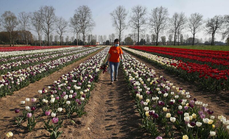 I colori del campo di tulipani di Arese 6