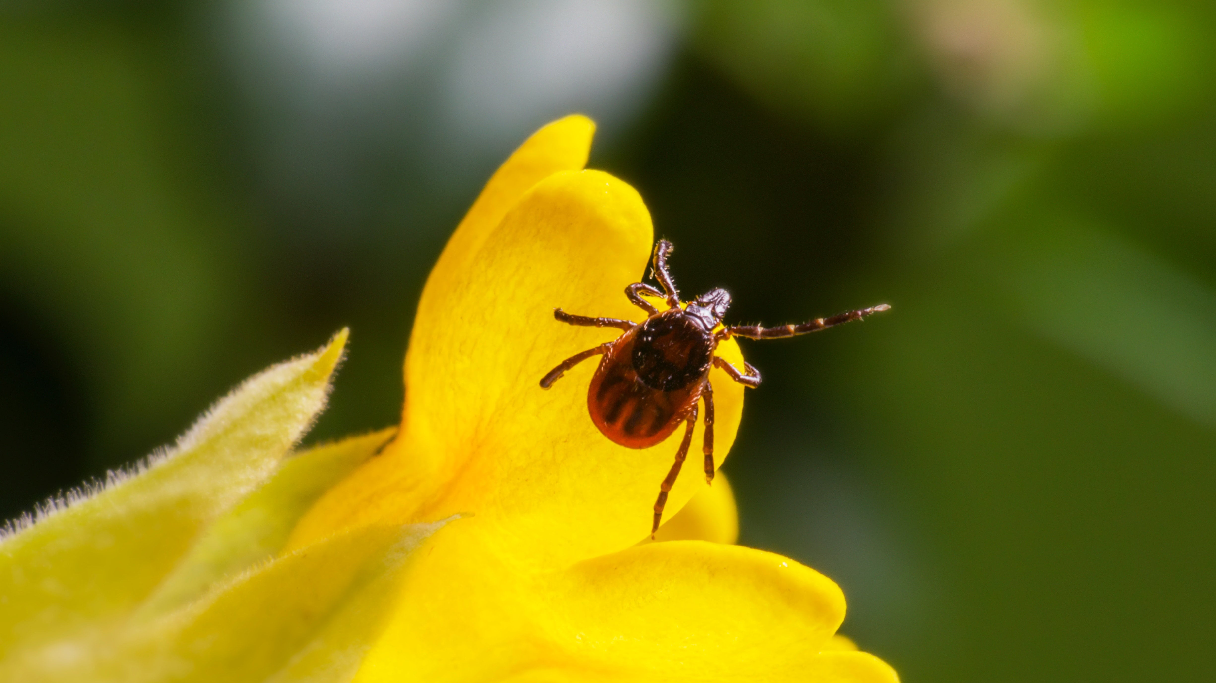 Mal di testa e quel rossore al ginocchio: "Avevo la malattia di Lyme e nessun medico mi ha dato ascolto"