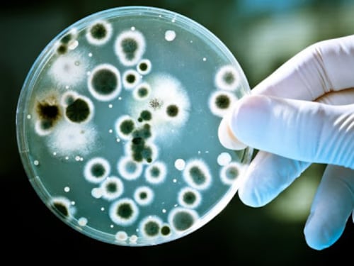 Il Covid potrebbe favorire la resistenza dei superbatteri agli antibiotici