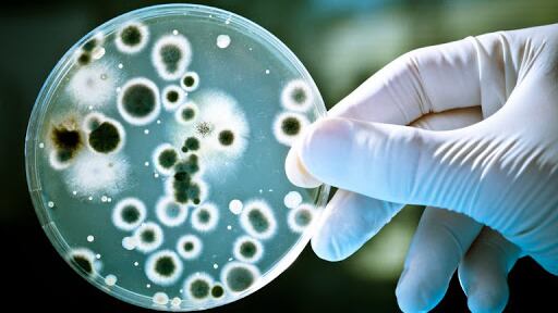 Il Covid potrebbe favorire la resistenza dei superbatteri agli antibiotici