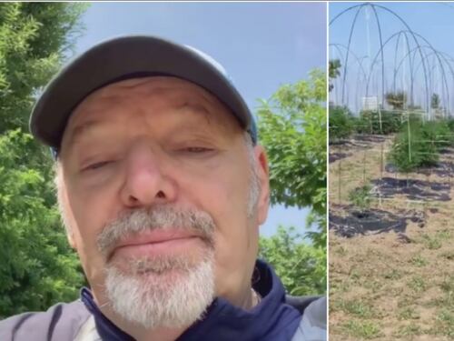 Vasco Rossi, video facebook: "Vi mostro piantagione di cannabis light"