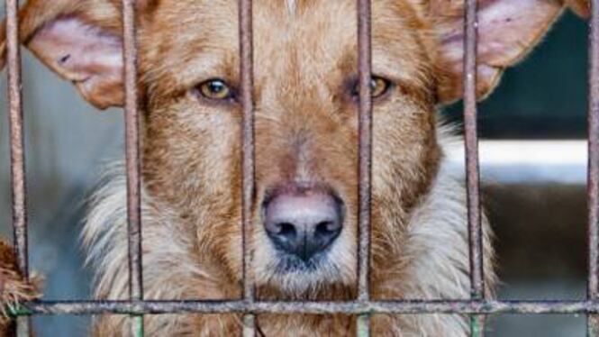 Orrore in Calabria: cane impiccato e infilzato