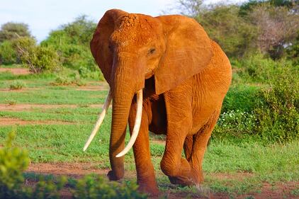 Elefante si fa un selfie 22