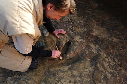 Germania, scoperte impronte giganti di dinosauro 8