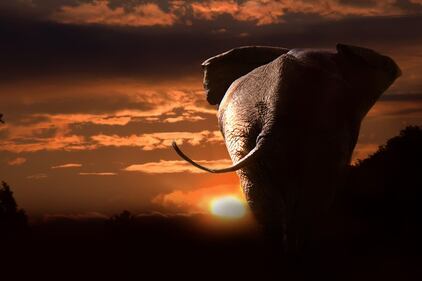 Elefante si fa un selfie 14