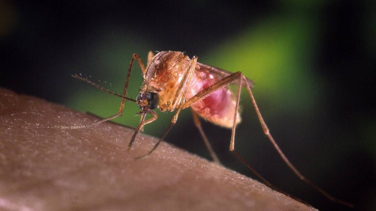 “West Nile, ad agosto il picco dei contagi, ma numeri migliori degli ultimi anni"