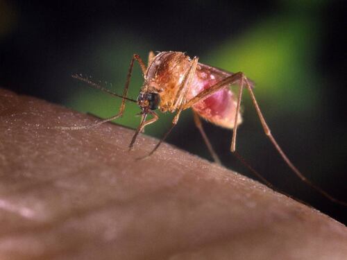 West Nile, casi in aumento: sintomi e cure del nuovo virus dell'estate 2024