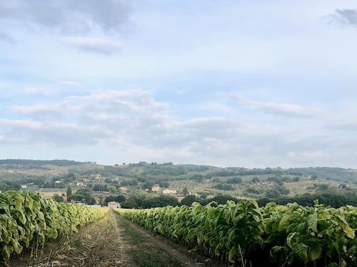 Patto Ont-Philip Morris: tutele al tabacco italiano e a 50mila posti di lavoro