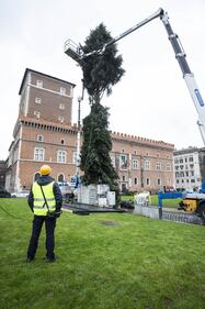 Il nuovo Spelacchio arriva a Roma, ma ha già i rami spezzati 10