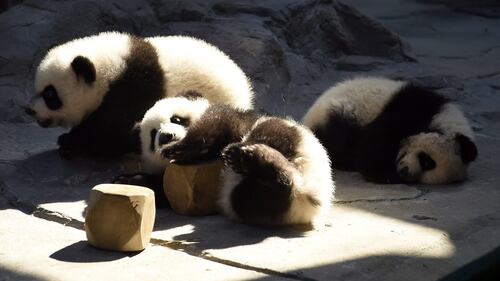 Tre piccoli panda dello Zoo di Guangzhou 2