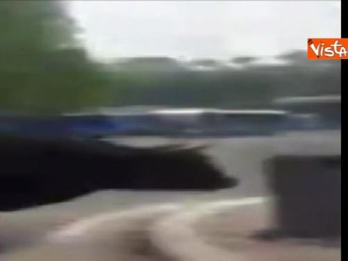 Roma, alla fermata dei bus di Saxa Rubra spunta un toro