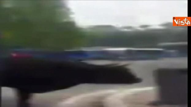 Roma, alla fermata dei bus di Saxa Rubra spunta un toro