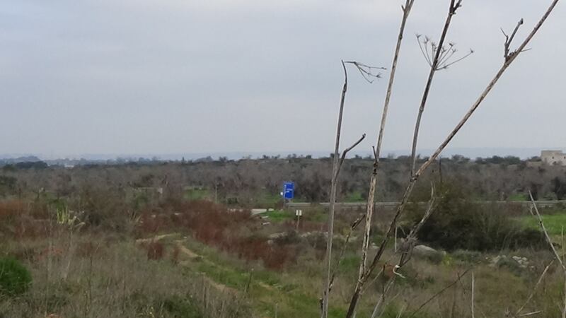 Gallipoli, l'epicentro del focolaio dove gli ulivi "sono stati lasciati morire" 6