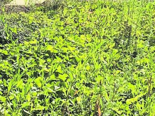 Se il parco è nemico dell'ambiente