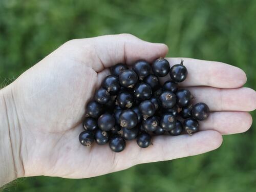 Ribes Nigrum: potente antistaminico naturale