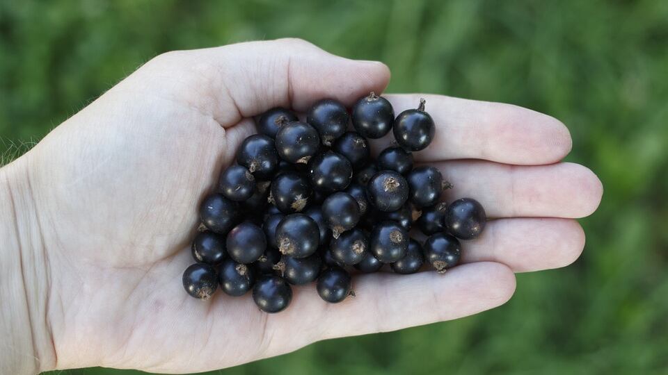 Ribes Nigrum: potente antistaminico naturale