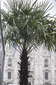 Piazza Duomo, incendiata una delle palme  8