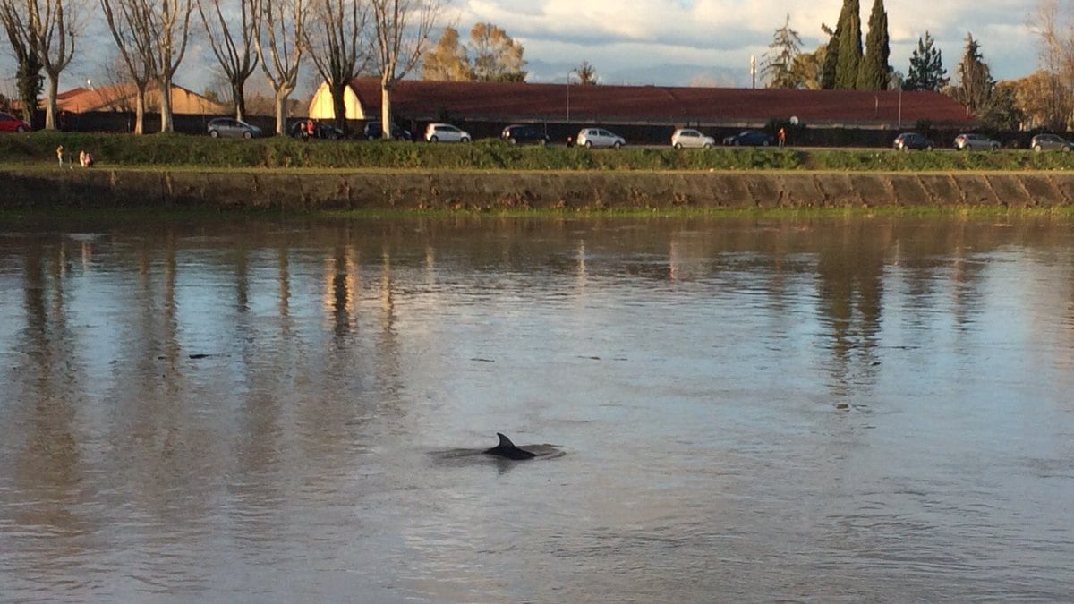 Pisa impazzita per il delfino in Arno. Ma il cetaceo è malato oppure no?