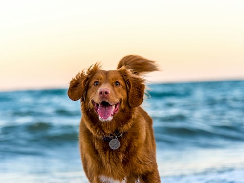 Il giorno del cane